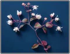 Horny Goat Weed in Nitric Boost formula